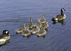 01 - Les oies sauvages