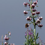 04 - Détail sur le papillon